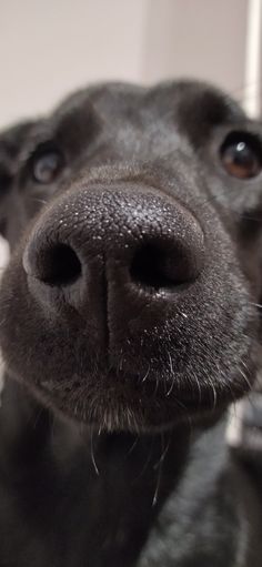 a black dog is looking at the camera