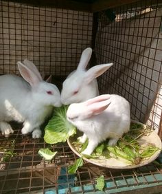 two white rabbits in a cage eating lettuce from a plate on the ground