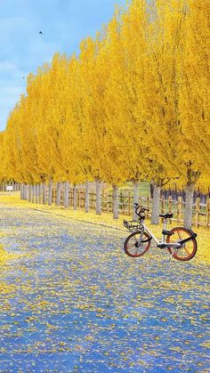 a bike parked next to a row of yellow trees