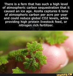 there is a fern that has such high level of atmosphere carbon sequestation that it can cause