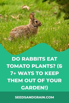 a rabbit sitting in the grass with text that reads do rabbits eat tomato plants? 6 + ways to keep them out of your garden