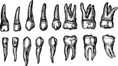 the different stages of tooth decay in an animal's teeth, vintage line drawing or engraving illustration