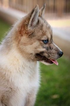 a dog with its tongue hanging out sitting in the grass