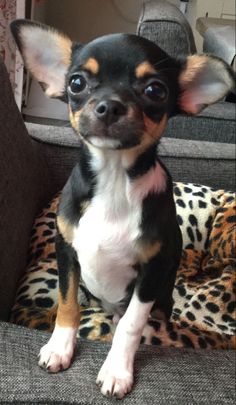 a small black and brown dog sitting on top of a leopard print couch next to a pillow