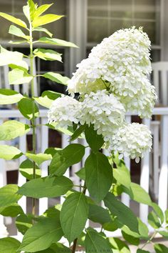 white flowers are blooming in front of a house with a porch and fence behind them