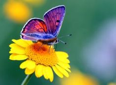 a butterfly sitting on top of a yellow flower