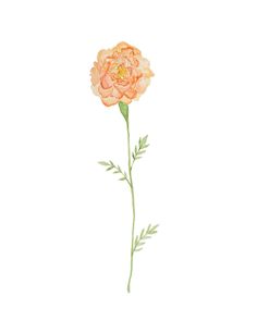 an orange flower with green stems on a white background