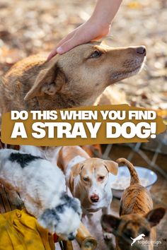 Do This When You Find a Stray Dog