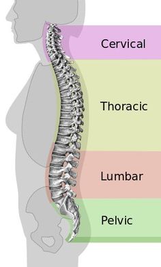 the back view of a man's neck with three sections labeled