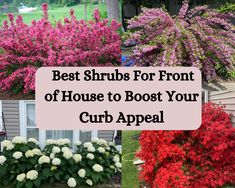 four different types of shrubs with the words best shrubs for front of house to boot your curb appeal