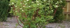 a bush with white flowers in front of a wooden fence and shrubbery behind it