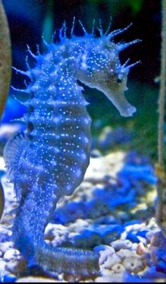 a seahorse is standing in the water with its head turned to look like it's looking at something