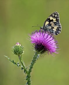 two butterflies sitting on top of a purple flower