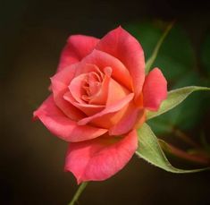 a single pink rose with green leaves