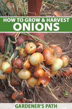 how to grow and harvest onions from the garden's path book by gardener's path