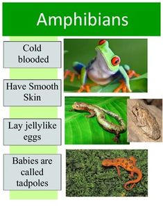 there are many different types of amphibrans on this page to help you understand what they are