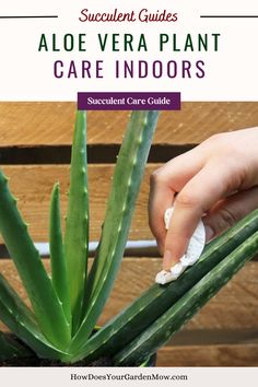 aloe plant care, aloe care, aloe vera care, aloe vera plant care, aloe plant care tips, aloe vera plant care guide, aloe plant care guide Growing Succulents, Starting A Garden