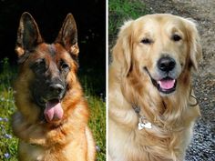 two dogs are sitting in the grass and one is looking at the camera with its tongue out