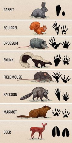 an animal's footprints and their names