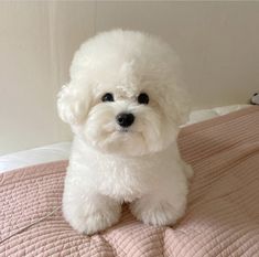 a small white dog sitting on top of a bed