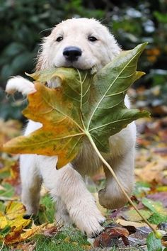 a white dog carrying a leaf in its mouth