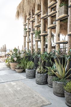 many potted plants are lined up on the side of a building with straw umbrellas