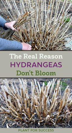 man pruning hydrangeas Landscaping Ideas For Back Of House, Front Porch Flower Garden, Hardscape Flower Bed, What To Plant Around Hydrangeas, Easiest Hydrangeas To Grow, Hydrangea Not Flowering, Classy Landscaping Ideas, Wrap Around Post Planter, How To Trim Hydrangea Bushes