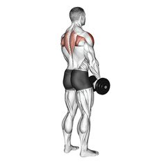 the back view of a man with muscles highlighted, holding a dumbble barbell