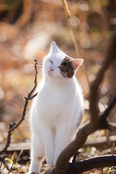 a white cat sitting on top of a tree branch in front of some leaves and branches