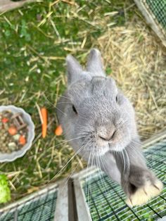 a rabbit is standing on its hind legs in a cage with carrots and lettuce