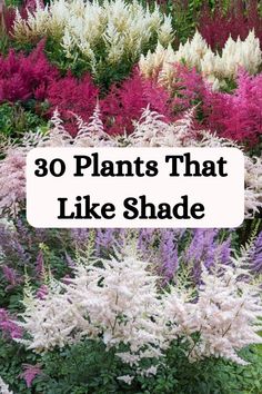 plants that like shade with text overlay