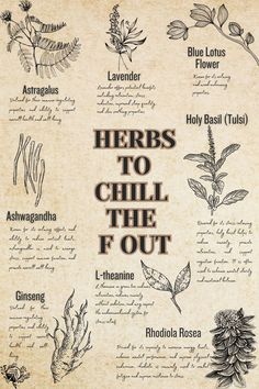 Herbs to chill the F out:   🌱Astragalus: Supports stress resistance and promotes overall calmness. 🌱 Lavender: Known for its soothing aroma, it reduces anxiety and promotes relaxation. 🌱 Blue Lotus Flower: Calms the nervous system and induces a gentle, euphoric state. 🌱 Ashwagandha: Reduces cortisol levels, helping to alleviate stress and promote calmness. 🌱 L-Theanine: Enhances relaxation and reduces anxiety without causing drowsiness. Chill The F Out, Herbs For Calming, L Theanine, Herbs For Relaxation, Herbal Education, Medical Herbs, Magic Herbs, Magical Herbs, Herbal Apothecary