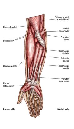 the muscles are labeled in this diagram, and there is also an image of them