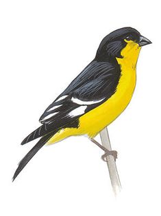 a yellow and black bird sitting on top of a wooden stick in front of a white background