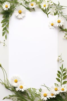 an overhead view of daisies and green leaves on a white background with space for text