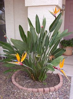 a plant with yellow and red flowers in a flower pot