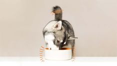 a gray and white cat eating out of a bowl with orange strips on it's sides