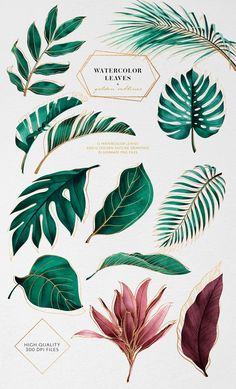 various types of tropical leaves on a white background