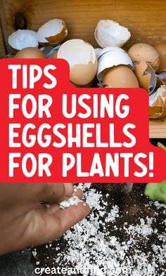 Using eggshells for plants: eggshell fertilizer and eggshell water. Egg Shells, Container Plants, Outdoor Plants, Garden Beds, Garden Projects, In The Garden, Diy Garden