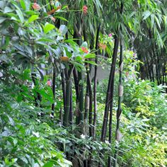 an area with many trees and plants in it