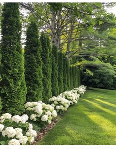 white flowers line the side of a row of trees