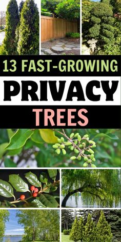 the top five fast growing privacy trees