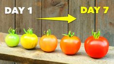 four different types of tomatoes on a wooden table with one arrow pointing to the left