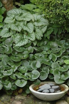 a white bowl filled with rocks sitting on top of a stone ground next to green plants