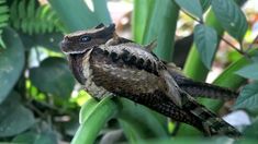 a small bird sitting on top of a green plant