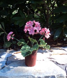 a potted plant with pink flowers sitting on a rock