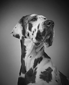 a black and white dalmatian dog with its tongue out looking up at the camera