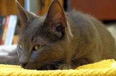 a gray cat laying on top of a yellow blanket