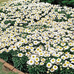 white and yellow flowers are growing in a garden