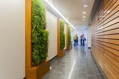 two people walking down a long hallway with vertical plants on the wall and wood paneling